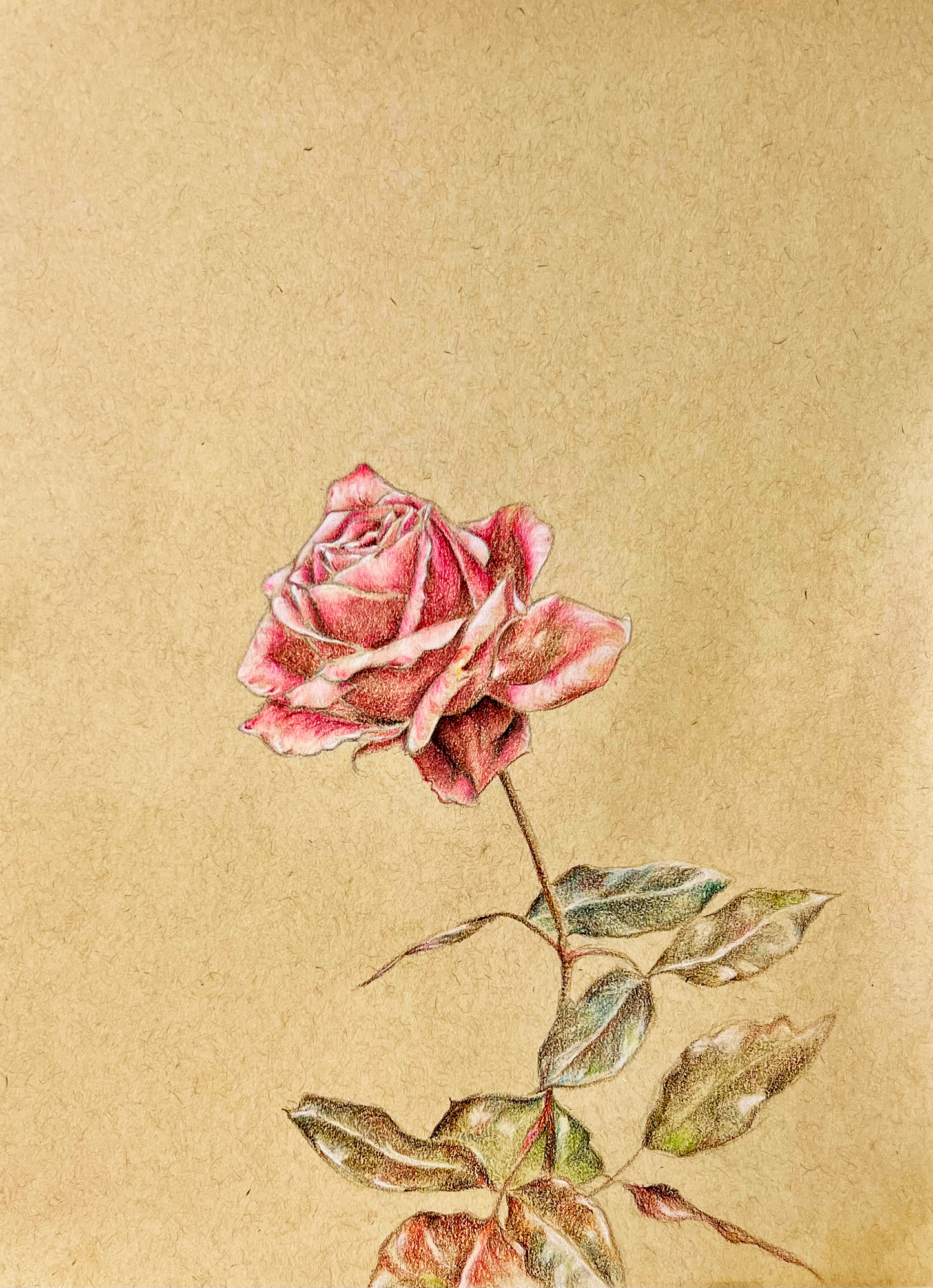 Pink Rose Art Print