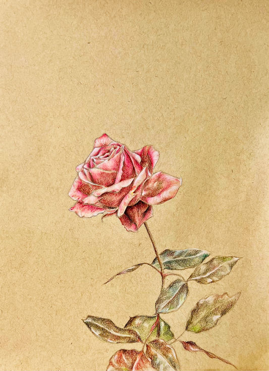 Pink Rose Art Print