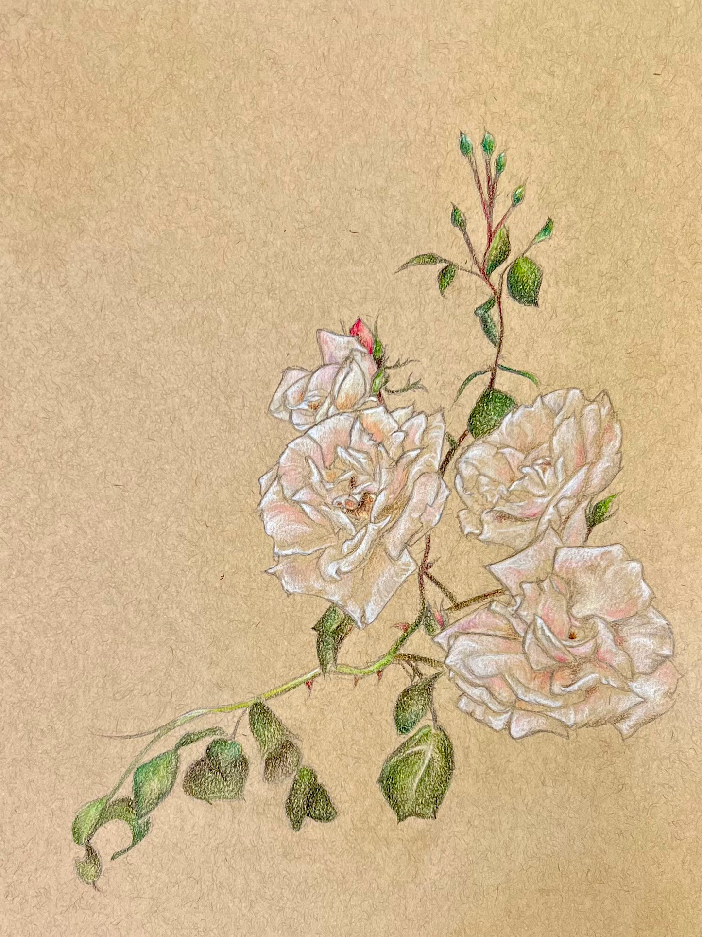 White Roses Art Print