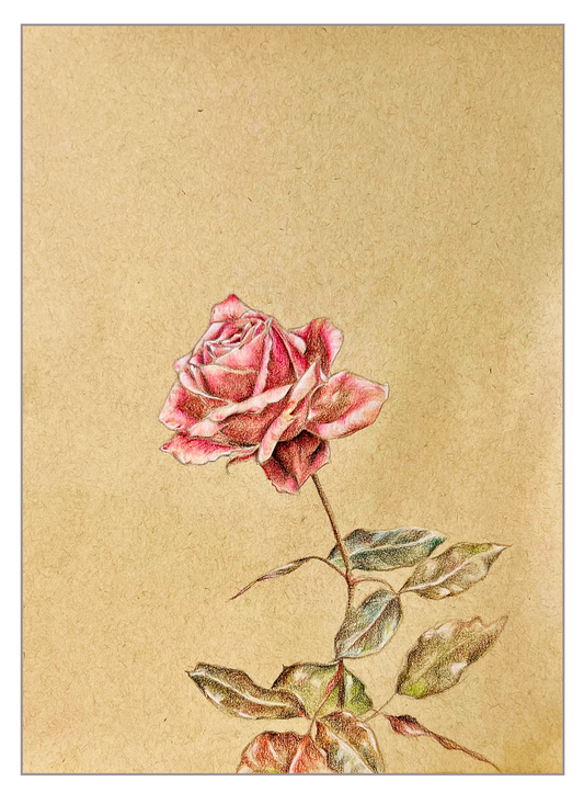 Pink Rose Valentine's Day Card