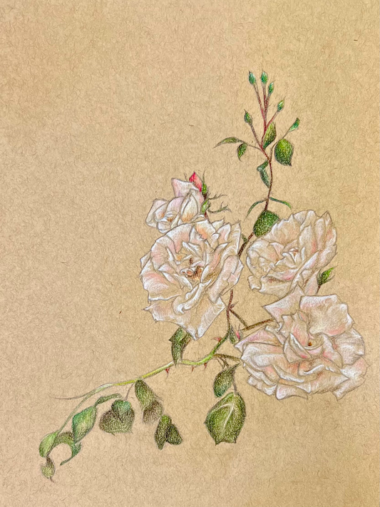 White Roses Art Print