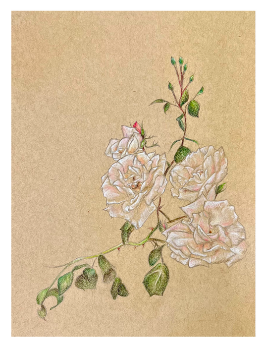 White Roses Valentine's Day Card